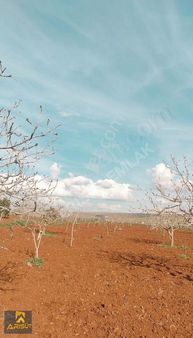 Arısüt Emlak'tan Satılık Bağevi