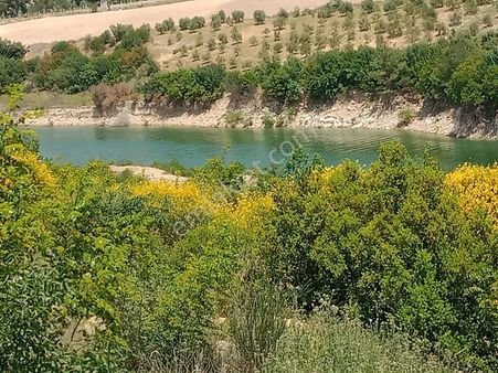 Aydın Karacasu Güzelköy Mah Satılık Zeytinlik