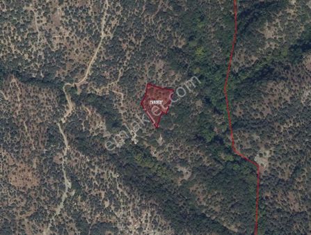 Torbalı Emlak'tan Bayındır Kızılova Köyünde 2051m2 Zeytiliğimiz Satılıktır