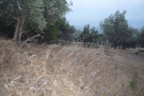 İzmir Torbalı Gold Emlaktan Satılık Verimli Zeytinlik