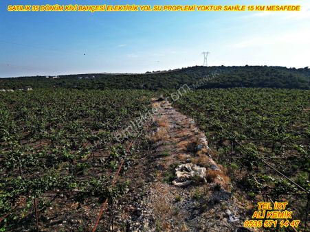 Satılık 35 Dönüm Kivi Bahçesi Ve Çiftlik