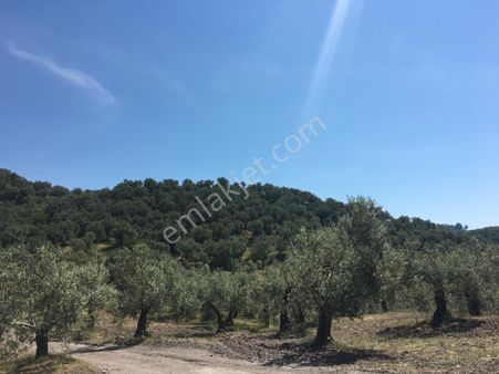 Kazdağları'nda Deniz Manzaralı Anayola Yakın Zeytinlik 18 Dönüm
