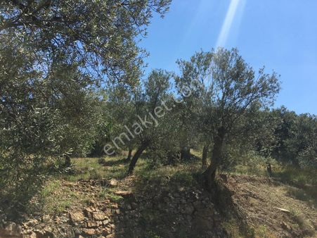 Kazdağları'nda Deniz Manzaralı Anayola Yakın Zeytinlik 18 Dönüm