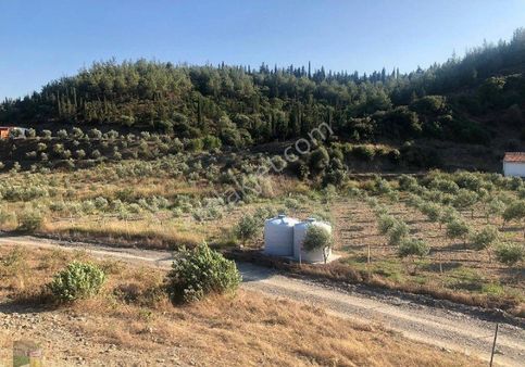 Seferihisar Orhanlı Köyünde Tarla Ve Konteyner