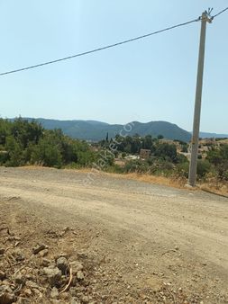 İzmir Seferihisar Eski Orhanlı Köyünde Satılık 710 M2 Satılık Zeytinlik