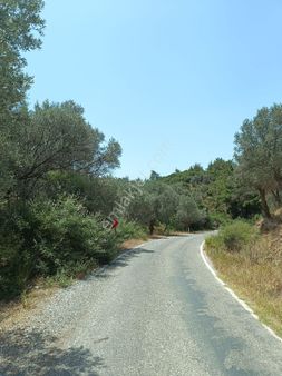 Seferihisar Eski Orhanlı Köyünde Satılık 130 M2 Anayola Sıfır Zeytinlik