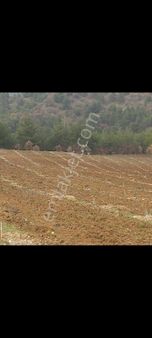 Gördes Boyalı'da 19.333 M² Satılık Zeytinlik Ve Tarla