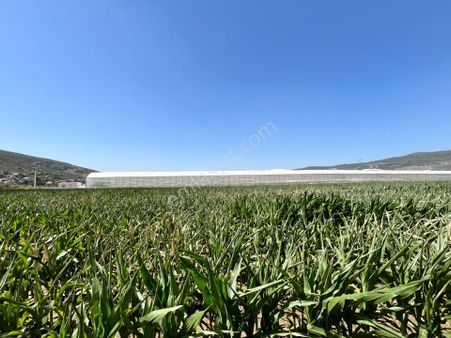 Muğla/milas/damlıboğaz Köyünde Yola Cepheli 2 Parsel Halinde Toplamda 20.504 M2 Satılık Tarlalar