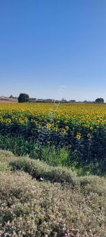 Kelepır Yatırımlık Tarla Tokının Yanında