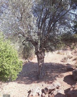 Seferihisar Orhanlıda Asfalt Yola Cepheli 7000m2 Zeytinlik