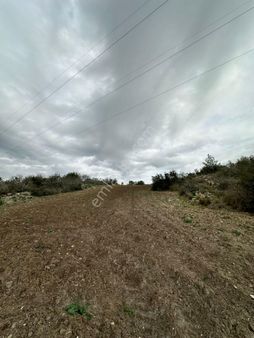 Lotus Dan Sögütlü Barınak Civarı Cazip Hisse