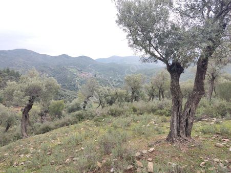 Doğa'dan İzmir Bayındır'da Satılık Fırsat Zeytinlik