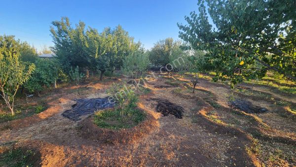 Karacadan Karahüyük'te 750 M2 Hisseli Teli Çevrili Bahçe