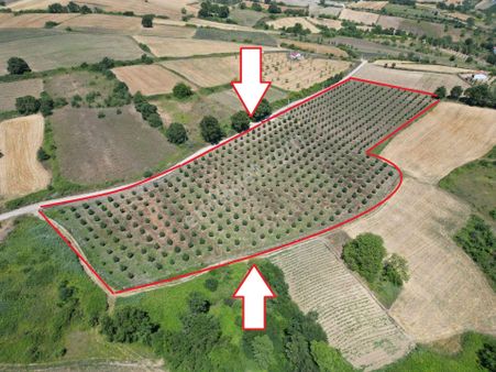 Kocaeli Karamürsel Yalakdere Mahallesi Satılık 23.229 M2 Hurma Bahçesi