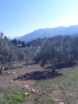 Seferihisar Orhanlıda 7500m2 12yılık Bakımlı Zeytinlik