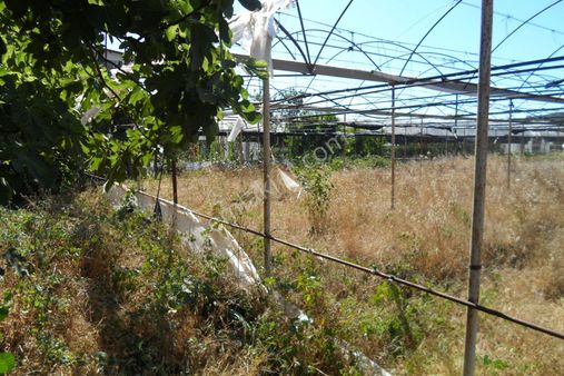 Egeturemlaktan Seferihisar Düzceden .12.600.dünüm Acilen Satılık Tarla