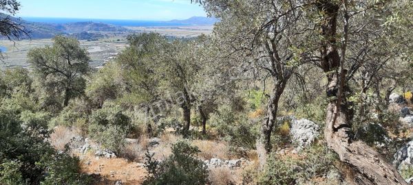 Dalaman Kapukargın'da Asvalt Yola Cepheli 2076m² 2b Tarla Vasfında Satılık Arsa