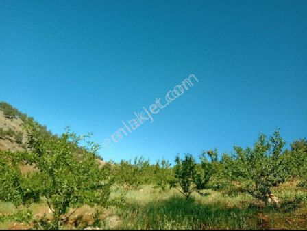Yıldız Emlaktan Türkoğlu Kılılı Mahallesi Devren Satılık Badem Bahçesiile Ev