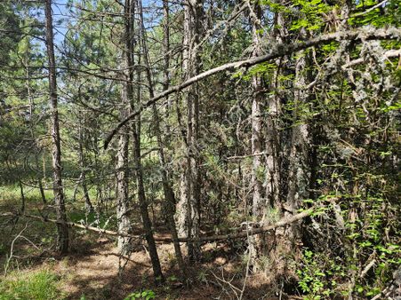 Bolu Mudurnu Da Satlik Tarla