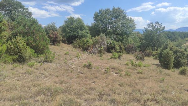 Nallıhan Müstakil Tapulu Ormana Yakın Satılık Arsa Araç Takaslı Fırsat