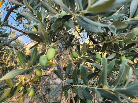 Turhan'dan İskan İzinli Yolu Suyu Var 6 Dönüm Zeytinlik