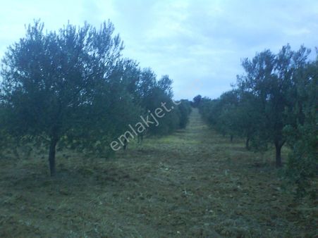 Bergama Hamzalısüleymaniye Mah Etrafı Tel İle Çevrili Su'yu Olan Zeytinlik Satılık