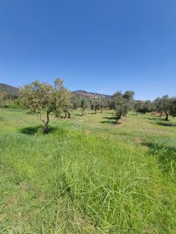 Bursa Orhangazi Çakırlı Mahallesinde 981 M Kare Zeytinlik