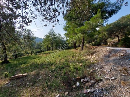 Bodrum Çiftlik Te Yola Sıfır İnşaat İzni Alınmış 3.427 M2 Çiftlik Arazisi