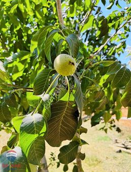 Biga Sarıcaköy'de İmarlı Arsamız Satılıktır !!