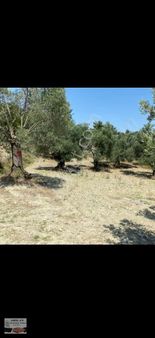 Satılık Bakımlı 65 Ağaç Zeytinlik