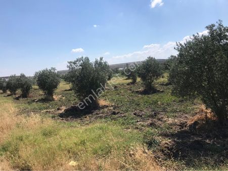 Akhisar Efem Gayrimenkulden Medar Satılık 3700m2 Zeytinlik