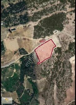 Kolezyum Dan Toroslar Musalı Da Satılık Mandalina Bahçesi