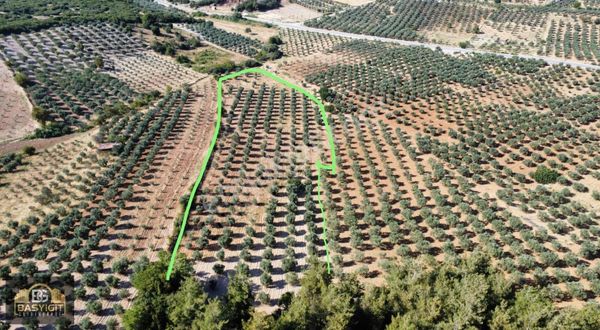 Seğirdim Çaltılıçukur Mevkii 10.375 M² Satılık Zeytinlik