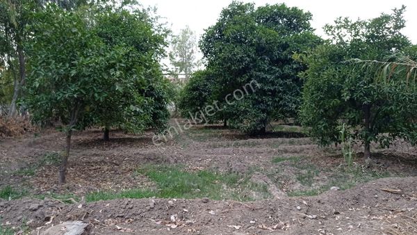 Kelepir Arsa Açıklamaya Bakın