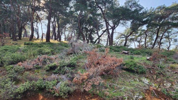 Sübeylidere De Kelepir Fiyata Kaçırılmayacak Bahçe