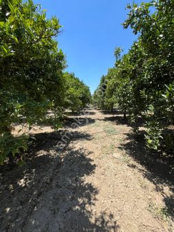 Fırsat Portakal Bahçesi