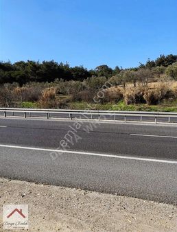 Derya'dan Fırsat 2.466m2 Satılık Zeytinlik