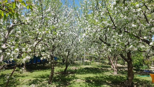 Edremit Eminpaşa'da Satılık Müstakil Ev Ve Arsası