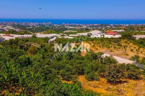 Alanya Kestel Yaylalı'da Satılık 1.405 M2 Avokado Bahçeli Tarla