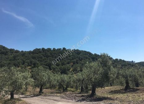 Kazdağları'nda Deniz Manzaralı Anayola Yakın Zeytinlik 15 Dönüm