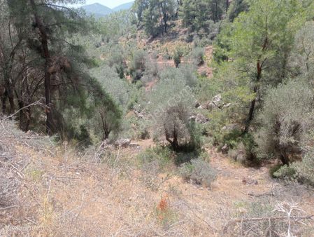 Antalya Kumluca Orta Köyde Satılık Tarla İnceoğlu Emlak