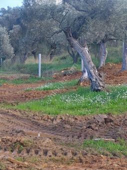İzmir Torbalı Gold Emlaktan Satılık Zeytin Bahçesi