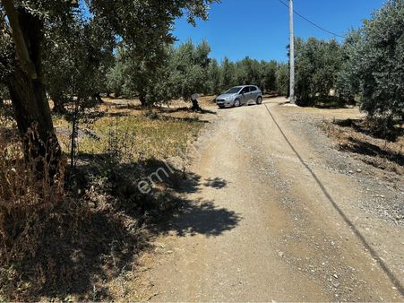 Tırpan Gayrimenkulden Mudanya Çepnide 400m2 Yola Cephe Satılık Zeytinlik