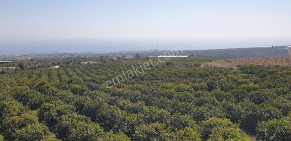 Erdemli Batısandal Mah Satılık Havuzlu Limon Bahçesi