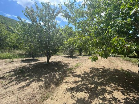 Kocaeli Karamürsel Akçat Satılık 5814 M2 Satılık Meyve Bahçesi