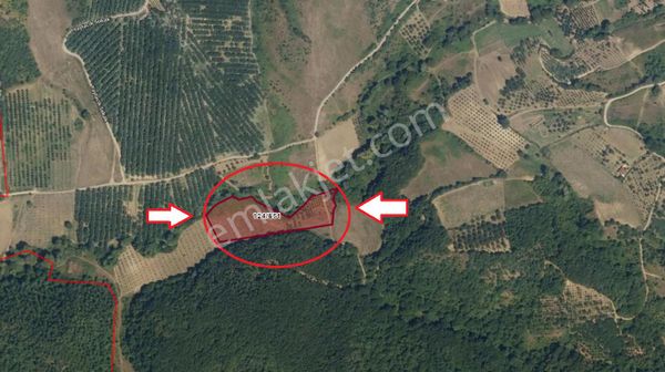 Kocaeli Karamürsel Akçat 8669 M2 Satılık Meyve Bahçesi