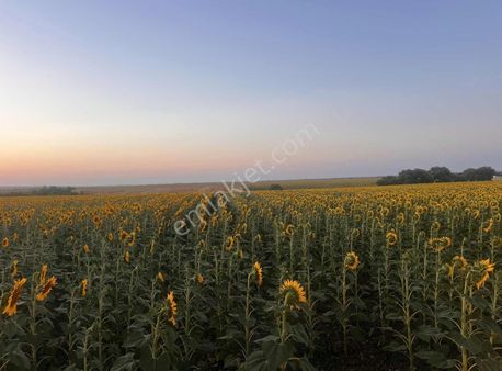 Mükemmel Konumda Yolu Olan Ana Yola Yakın Bağ Bahçe Çevızlık