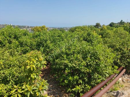 Aslan'dan Hacıhalil Arpaç'ta 6350 M2 Limon Ve Avakado Bahçesi