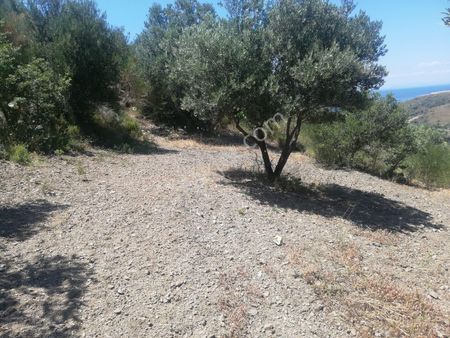 Karaburun Sarpıncık Denizfeneri Yolu Satılık Zeytinlik