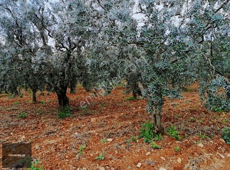 İznik Güven Emlaktan Satılık İznik-orhg.yoluna Cepheli Zeytinlik
